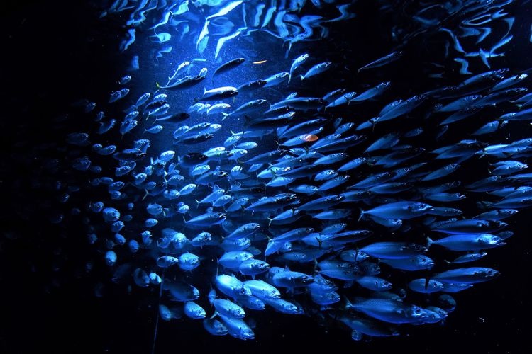 오타루 수족관 (Otaru Aquarium) 2
