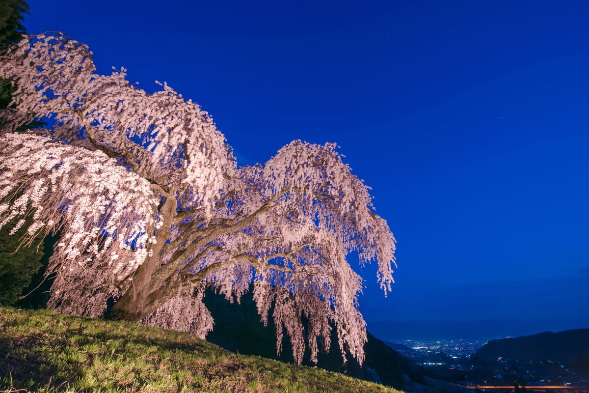 Otsugimasa no Shidarezakura