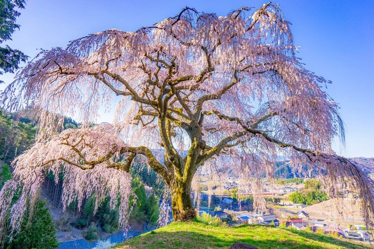 Otsukizuma Shidarezakura (Weeping Cherry Tree)