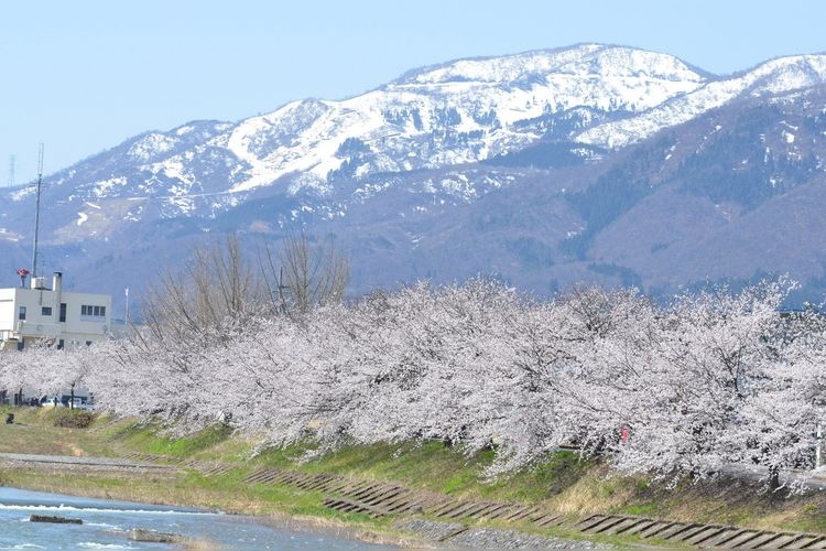 小矢部川公园 2