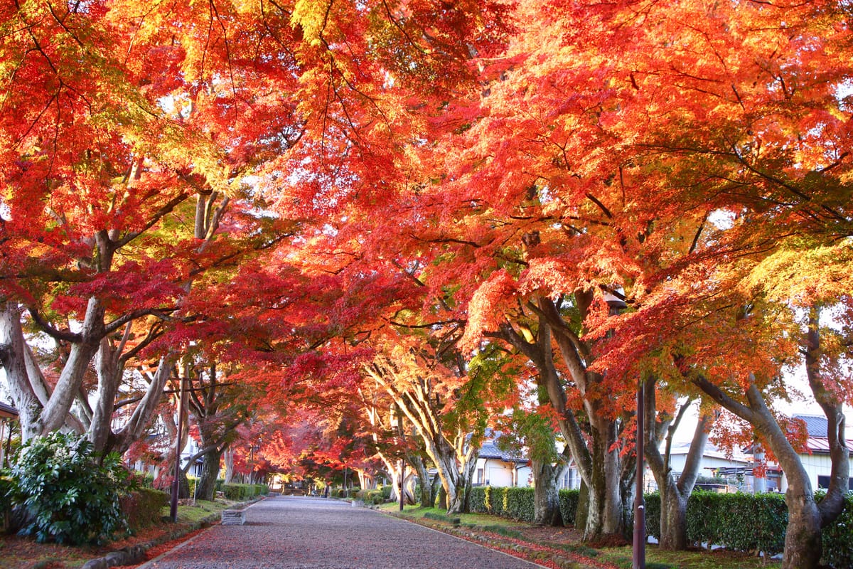 大山参道