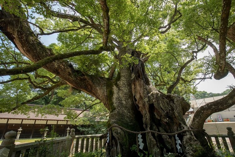Oyamazumi Jinja 3