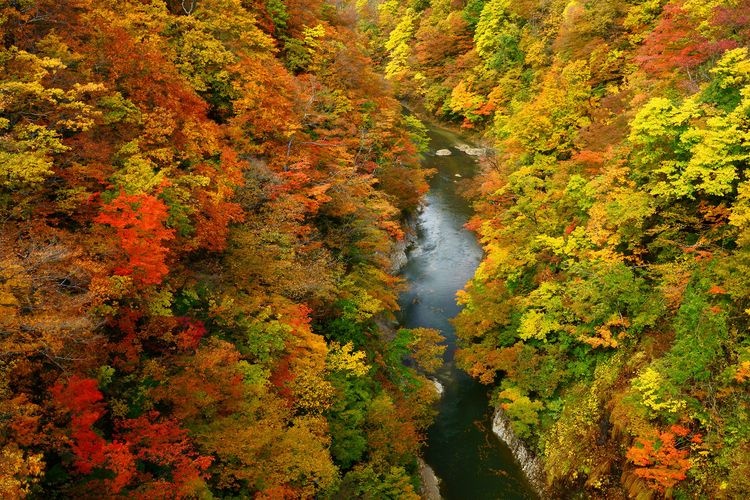 Oyasuki쿄 (Oyasukyo Gorge) 2