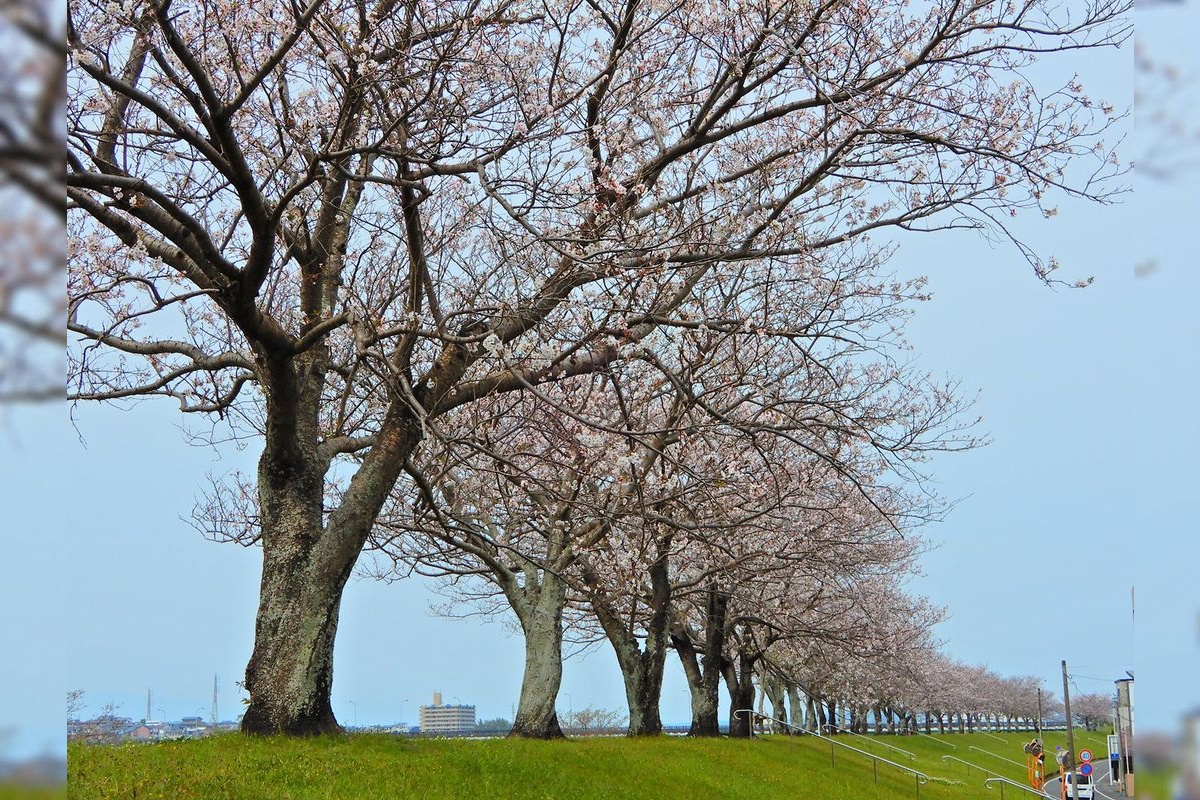 Oyo-gawa Sakura Tei