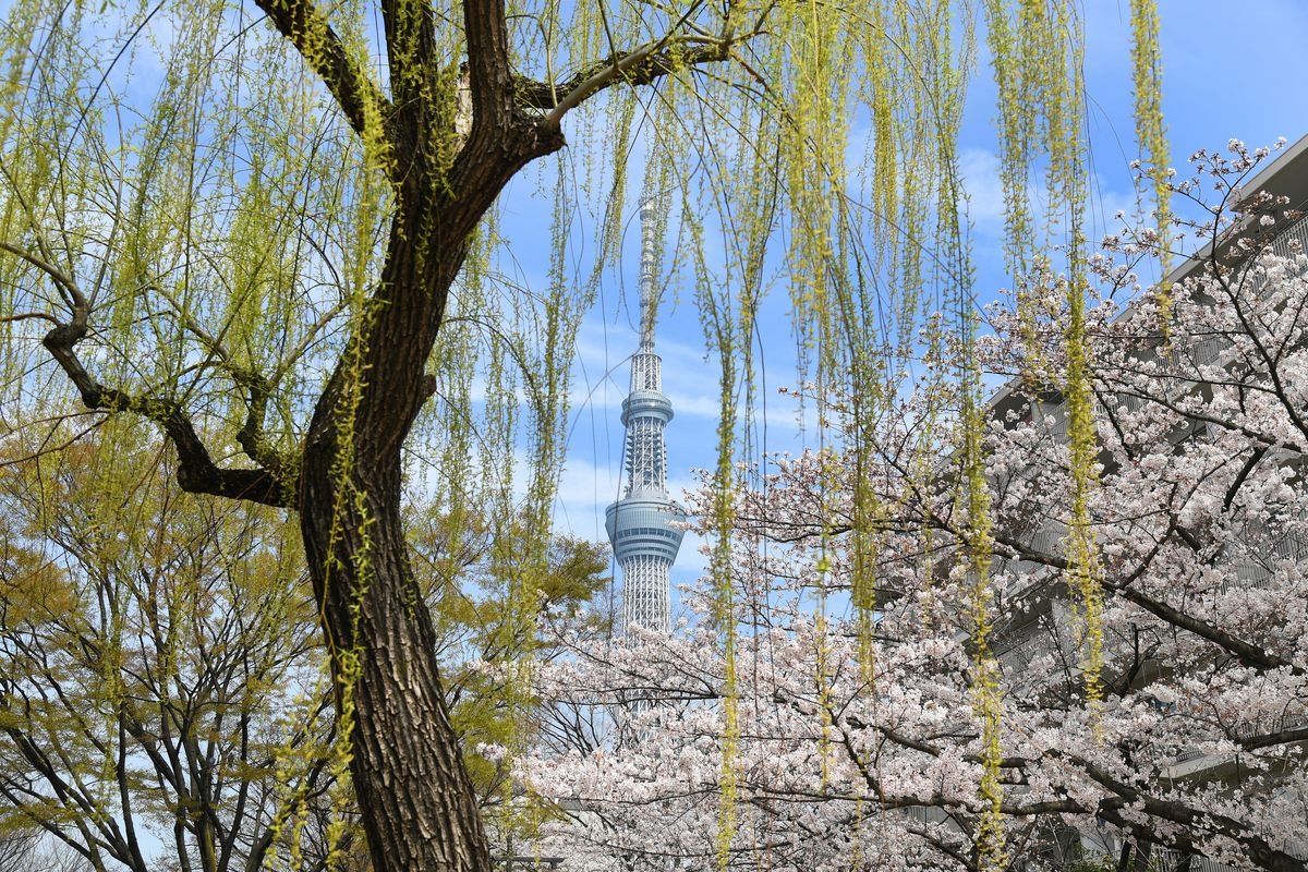 สวนสาธารณะโอโยคาวะ ชินซุย (O Yokogawa Shinsui Park)