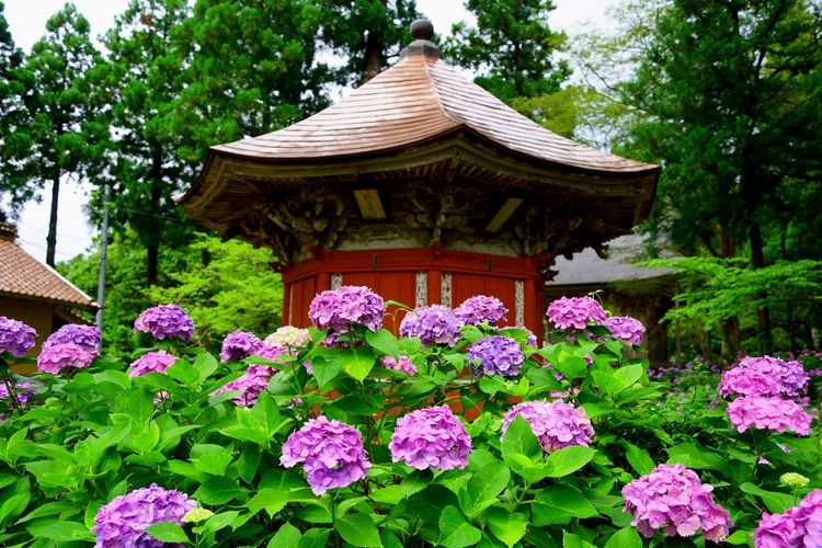 Rengehofu-ji Temple