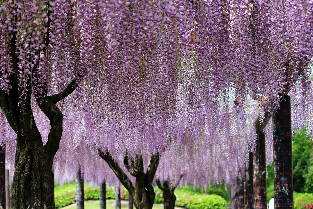 สวนเร็งกะจิอิเกะ (Rengejiike Park)