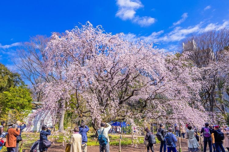 리쿠기엔 (Rikugien Garden) 2