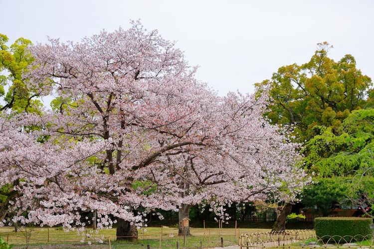 Ritsurin Koen 6