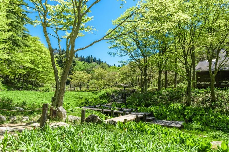 六甲高山植物园 2