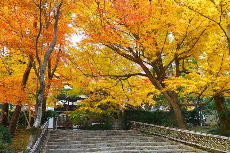 Ryoan-ji 3