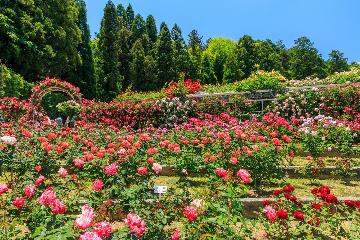 靈山寺煙花大會