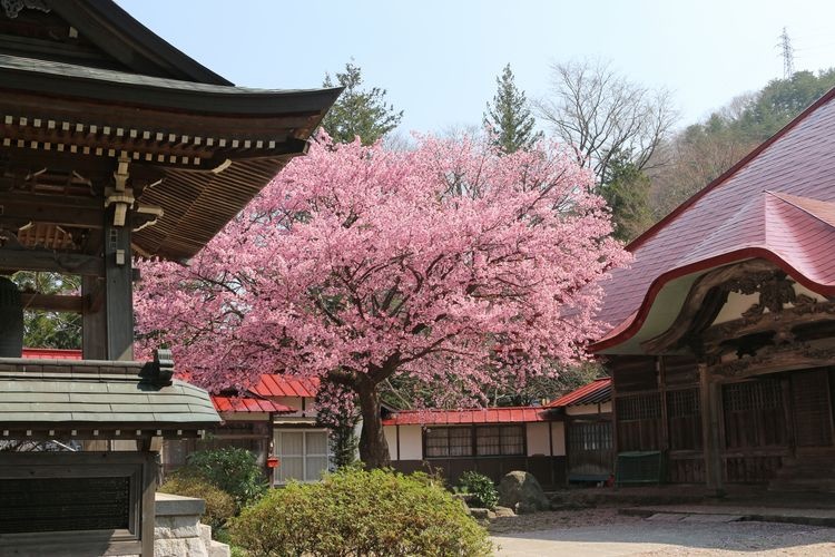 Ryufuku-ji Temple 2