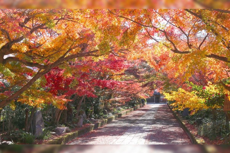 Ryufuku-ji Temple 3