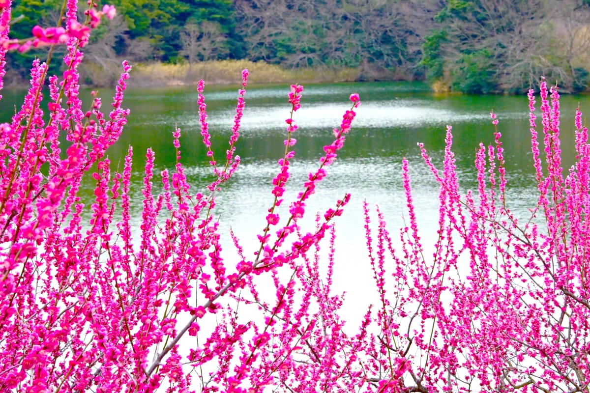 Saburi Midori to Hana no Fureai Koen (Saburi Pond Plum Grove)