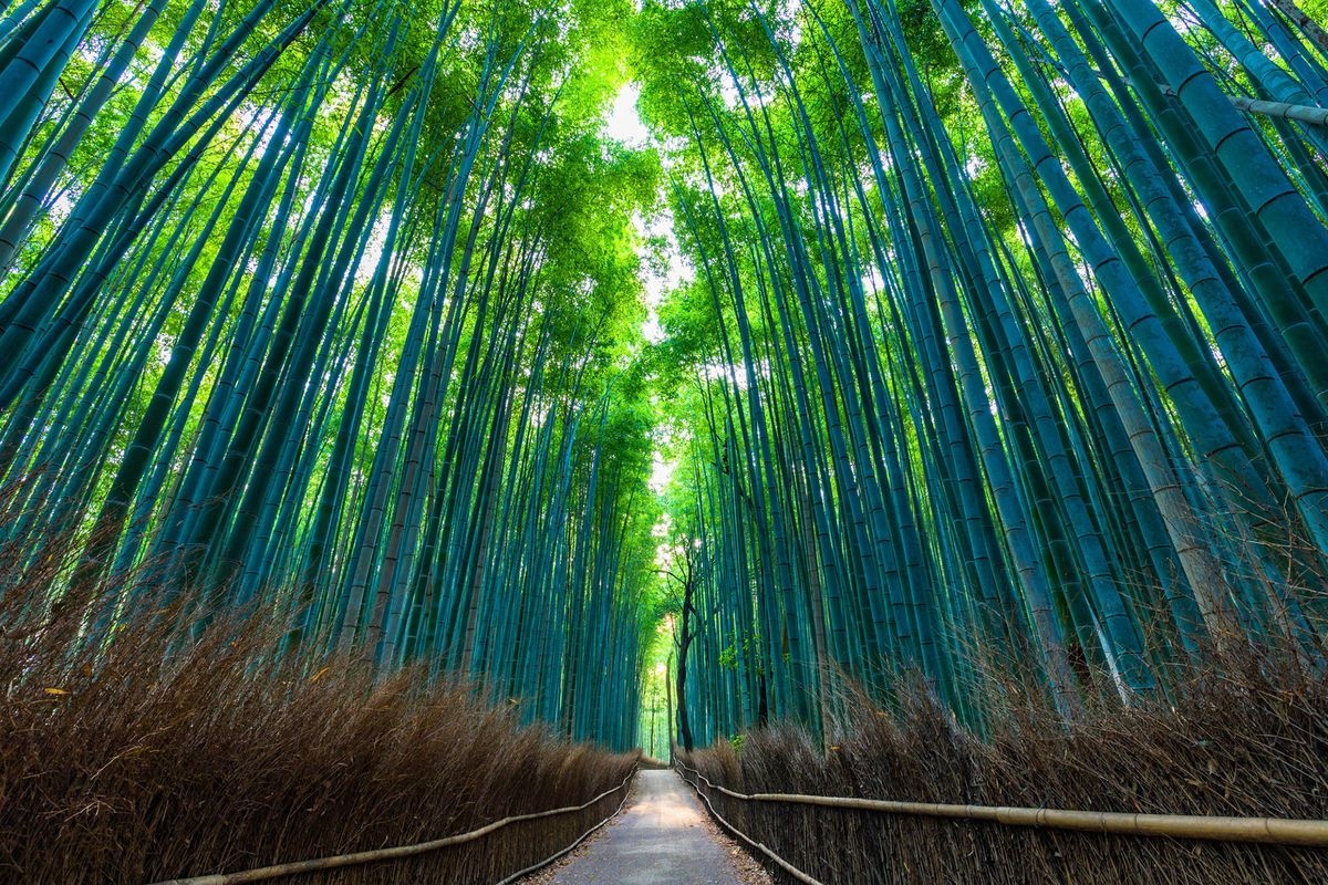 เส้นทางป่าไผ่ซากาโนะ (Sagano Bamboo Grove)