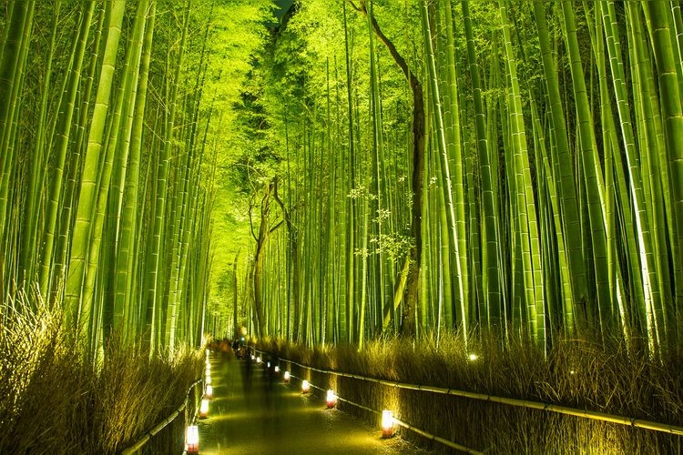 เส้นทางป่าไผ่ซากาโนะ (Sagano Bamboo Grove)