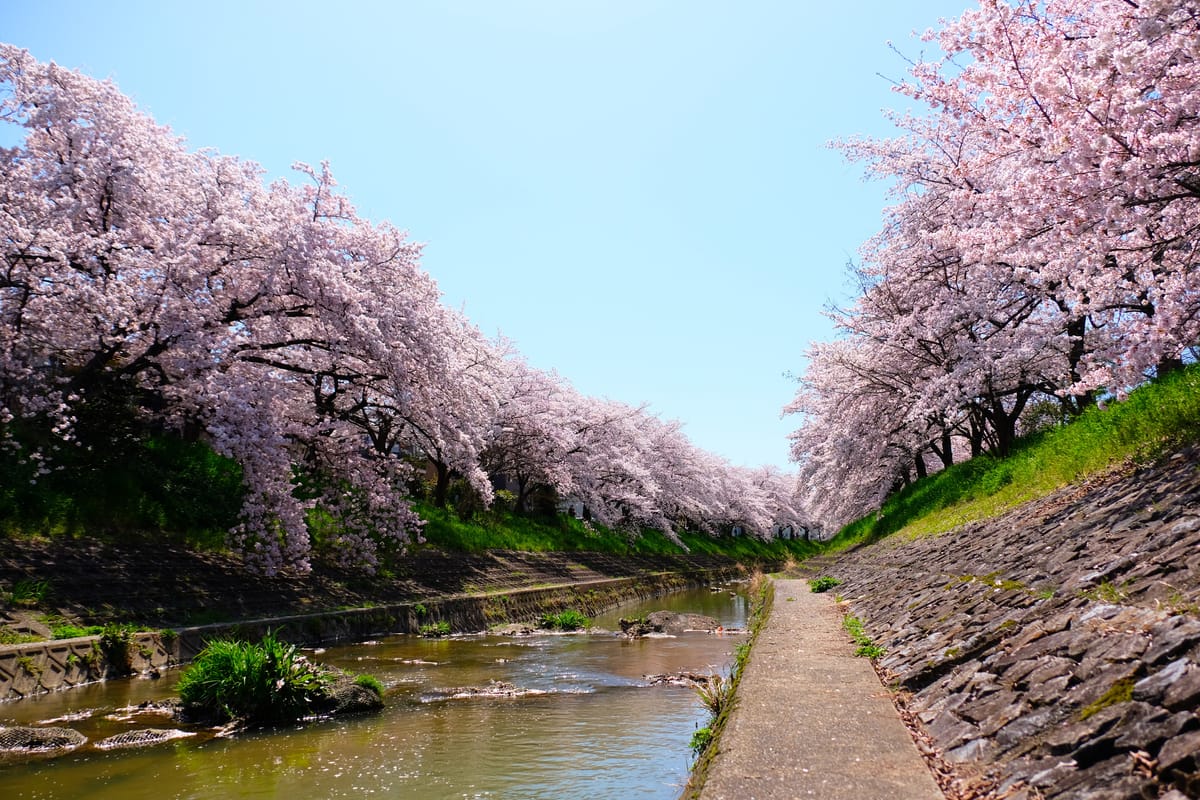 佐保川の桜