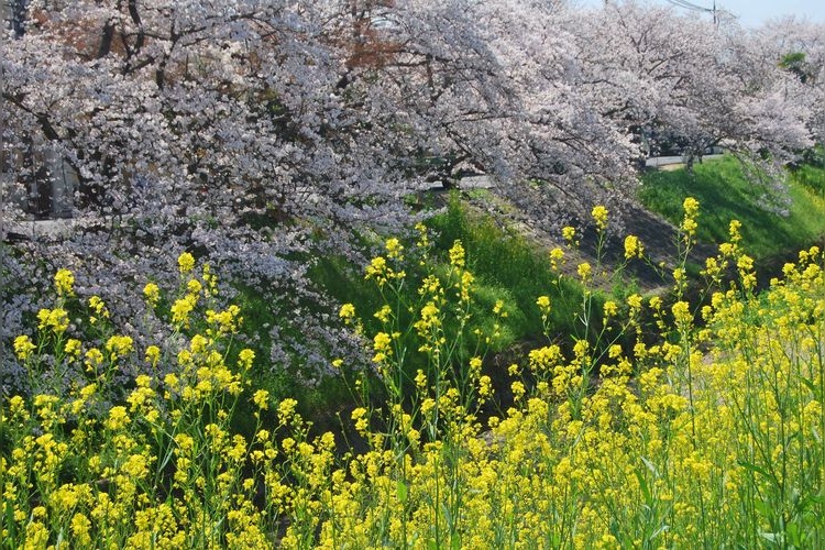 佐保川の桜
