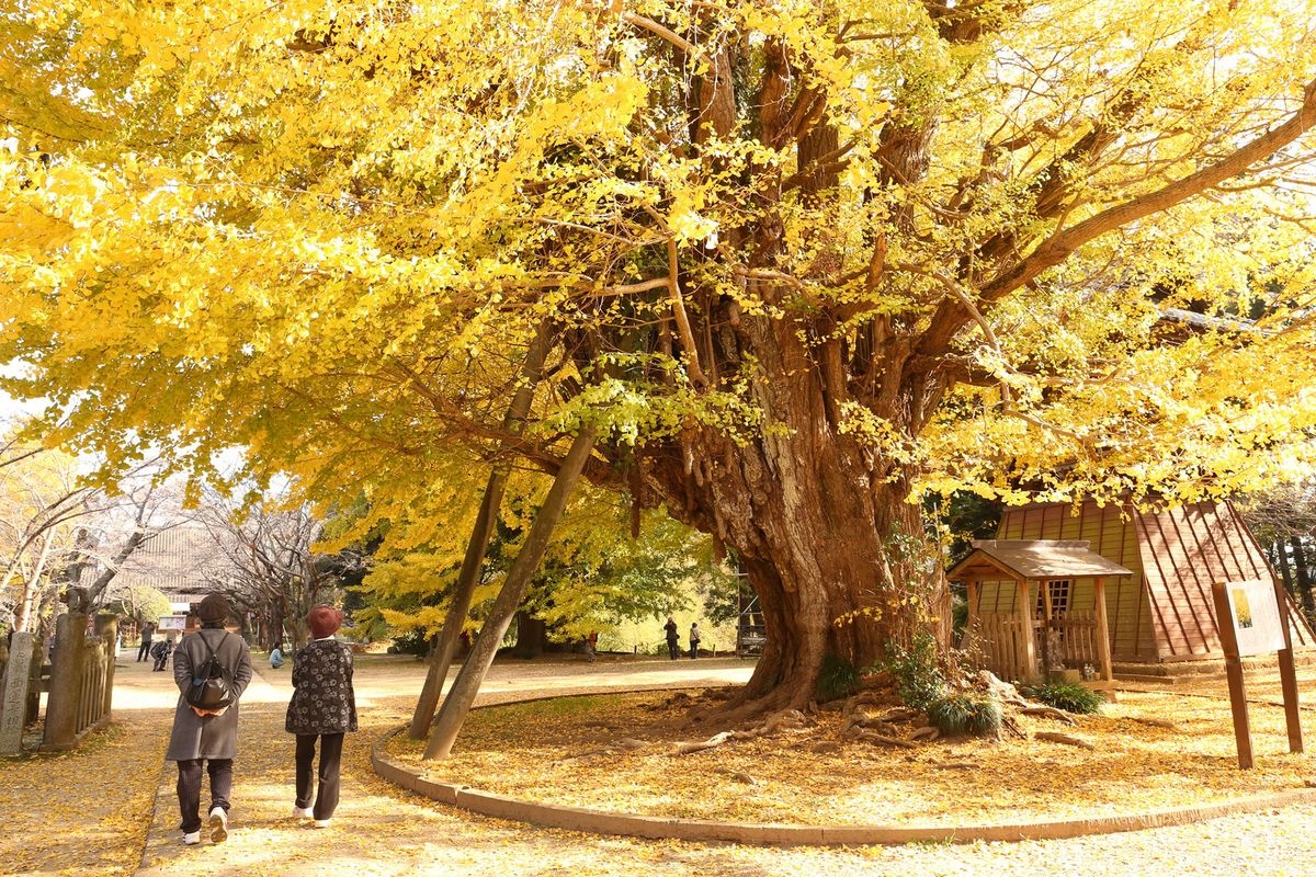 西蓮寺 (Sairen-ji)