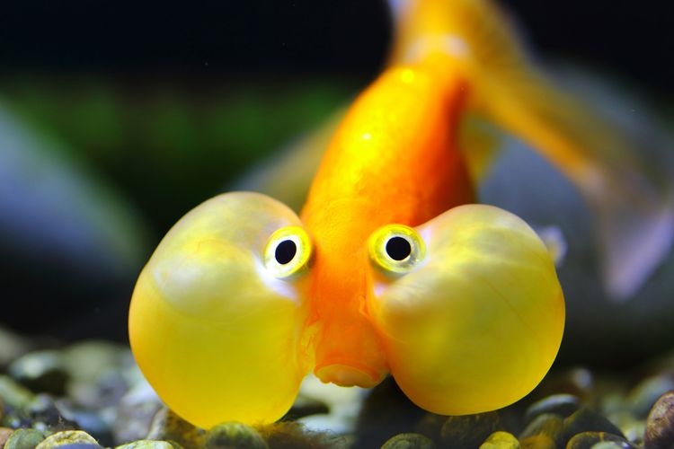 Saitama Suizokukan (Saitama Aquarium)