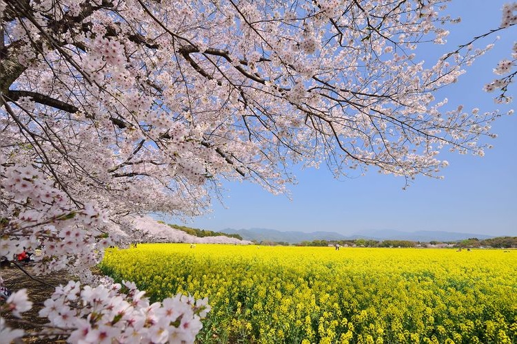 西都原古墳群 (Saitobaru Kofun Cluster)