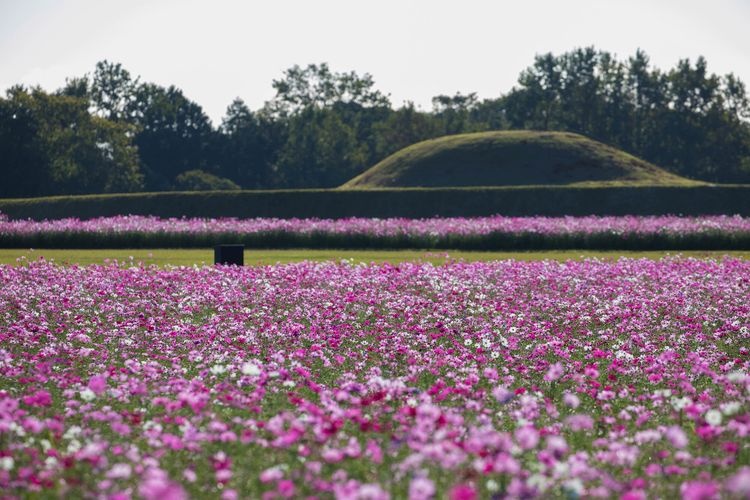 西都原古墳群 (Saitobaru Kofun Cluster) 4
