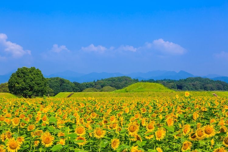 西都原古墳群 (Saitobaru Kofun Cluster) 6