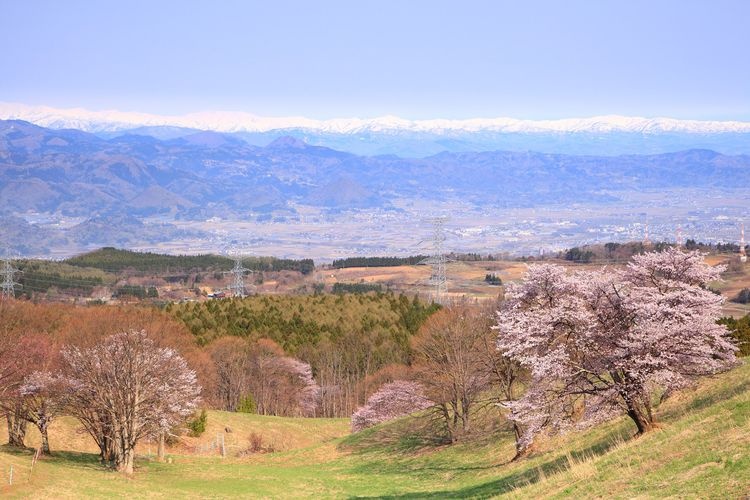 西蔵王放牧場の大山桜 2
