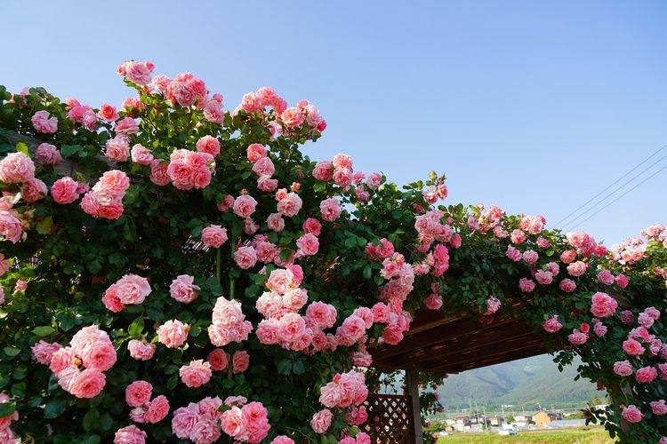 Sakaki Chikuma River Rose Park