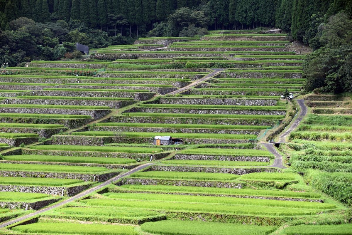 Sakamoto Rice Terraces
