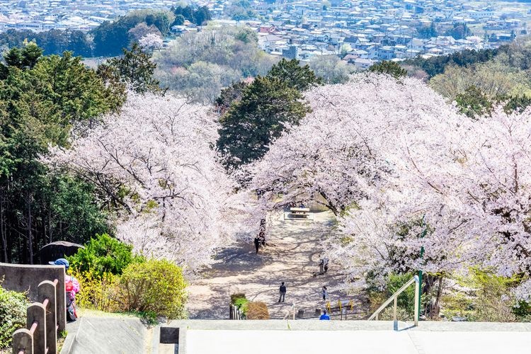 成田市樱花山公园