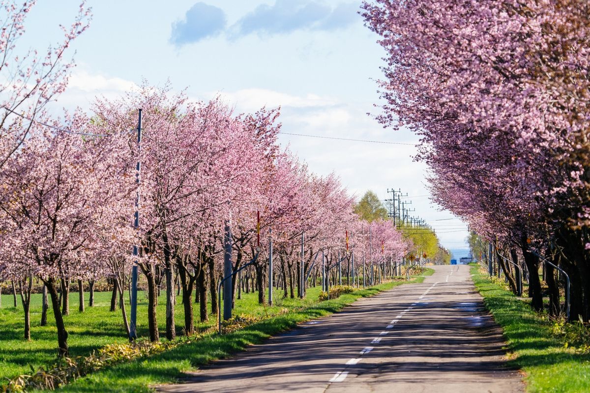 桜六花公園