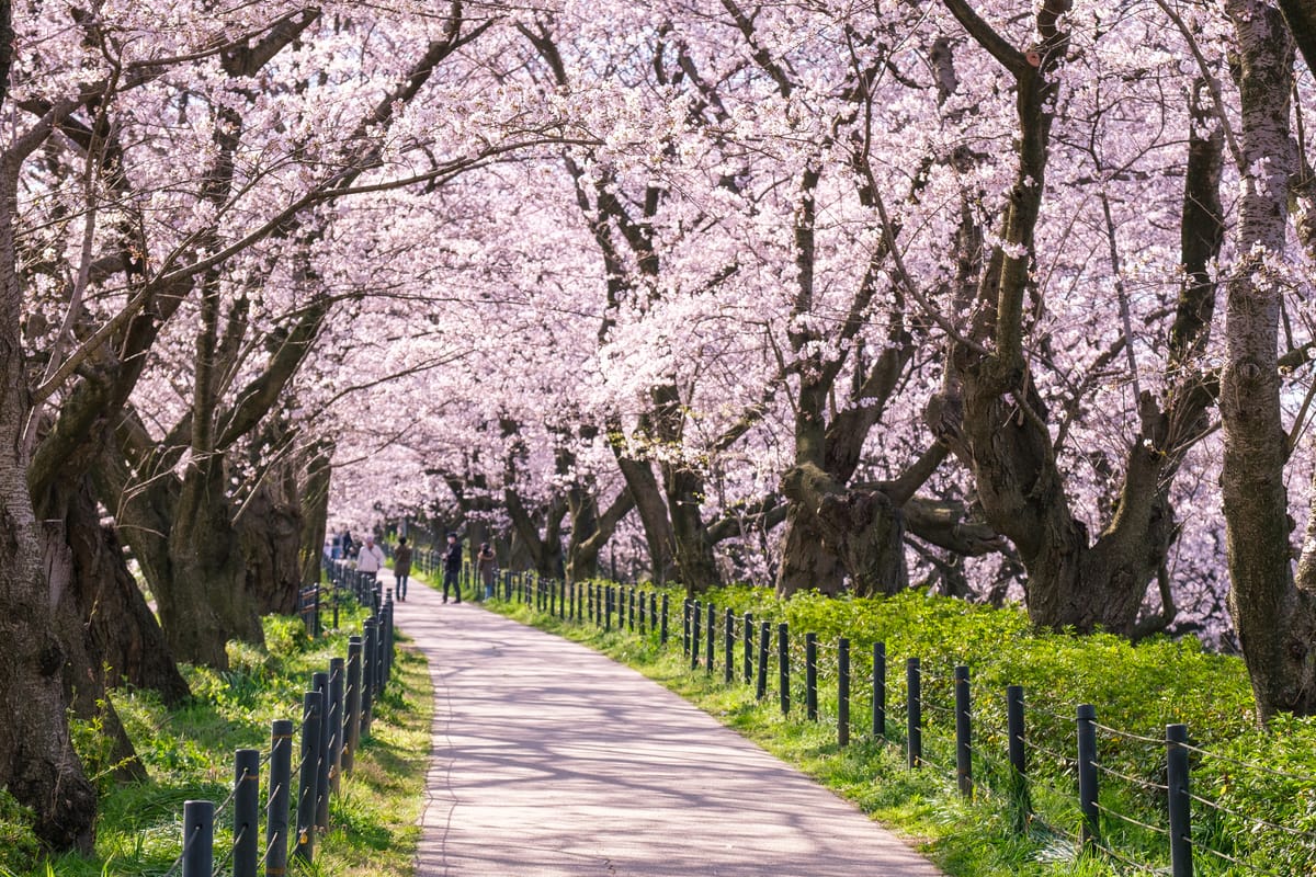 Sakura Tsutsumi Koen