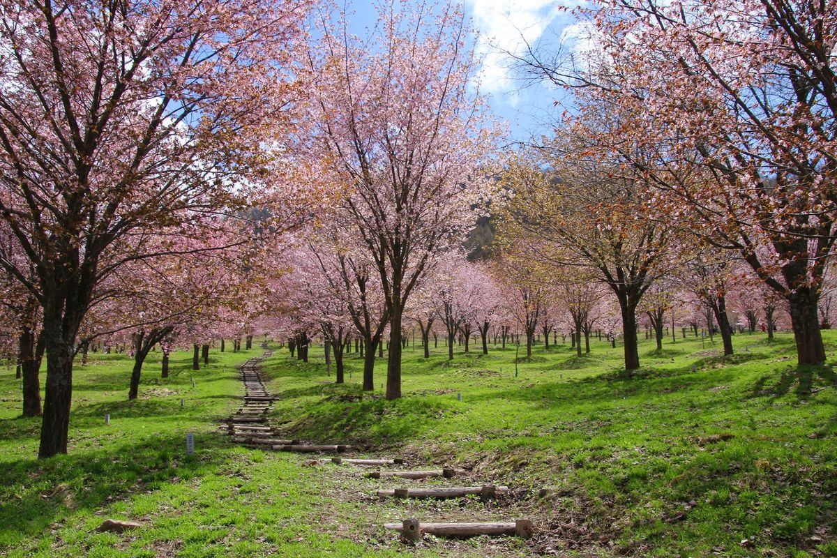Sakura Toge (Sakura Pass)