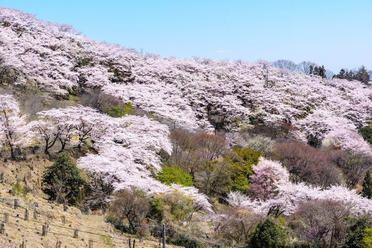 Sakurayama Park 4