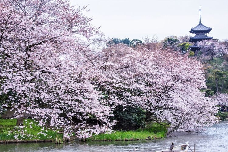 산케이엔 (Sankeien Garden) 2