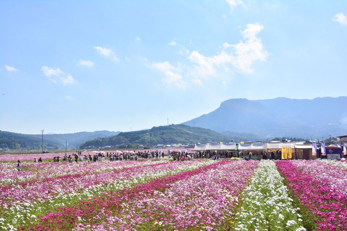Sanko Cosmos Garden