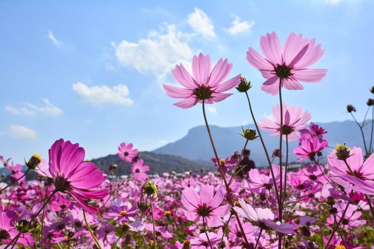 Sanko Cosmos Garden