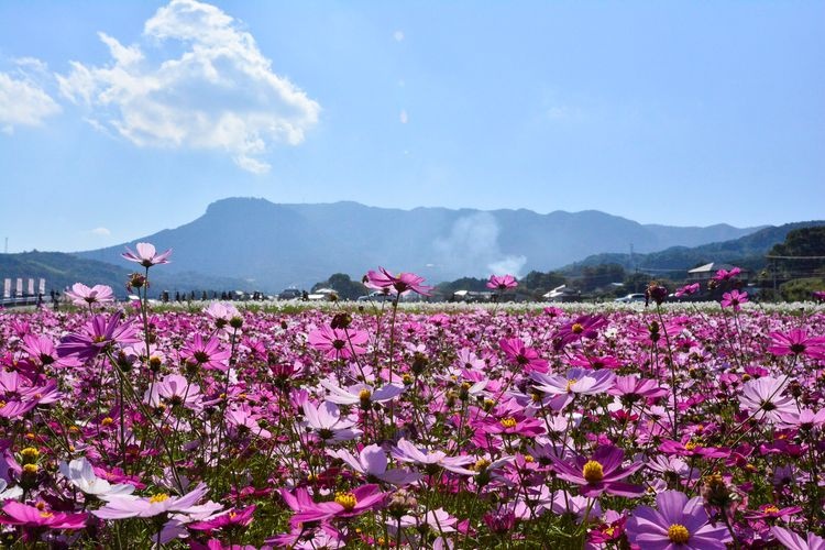 Sanko Cosmos Garden 2
