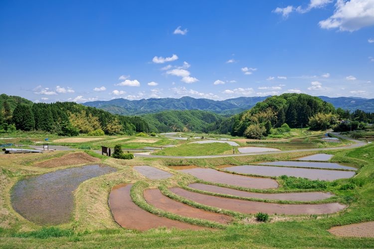 山王寺棚田 2