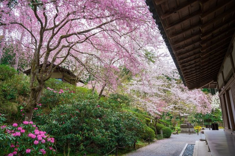 三千院 (Sanzen-in)