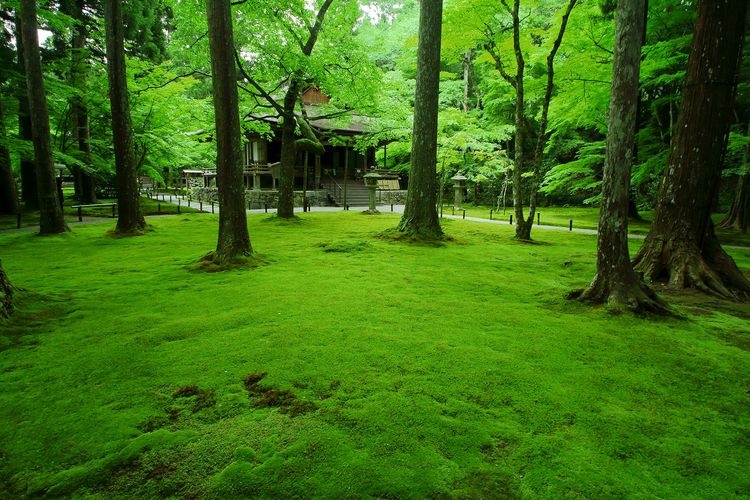 三千院 (Sanzen-in) 3