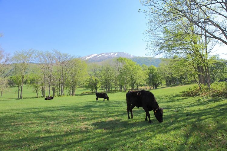 Sasagamine Farm