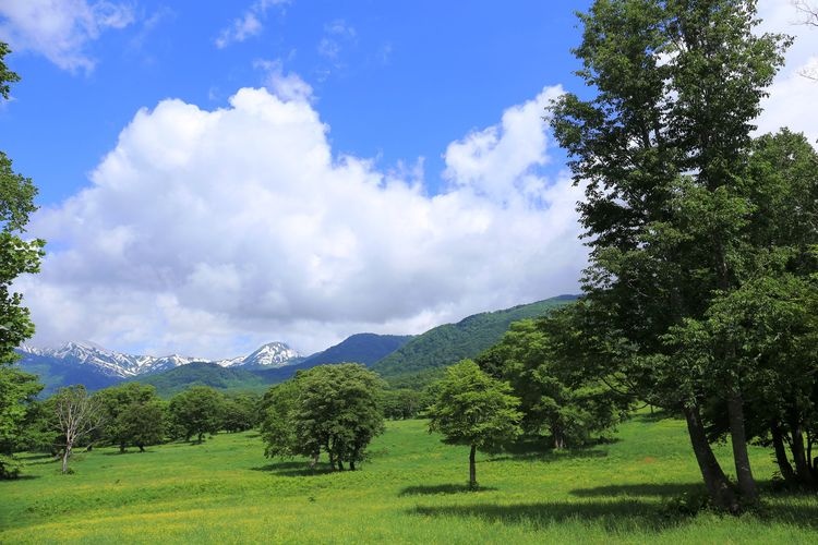 Sasagamine Farm 3
