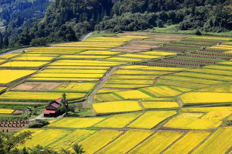 Terrazas de Arroz de Sawahira