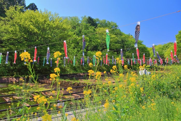 Satoyama Garden 2