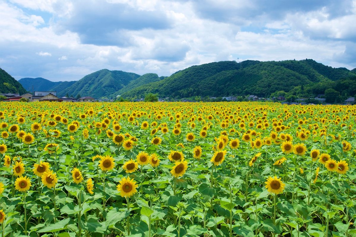 ทุ่งทานตะวันนันโกะ (Sayo Chonanko Sunflower Field)