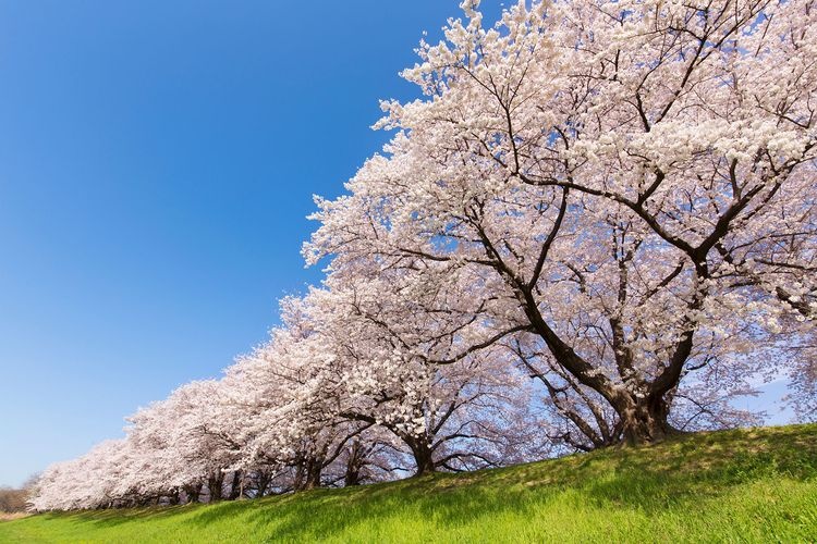 Sewari-tei (Yodogawa Riverside Park Sewari-tei)