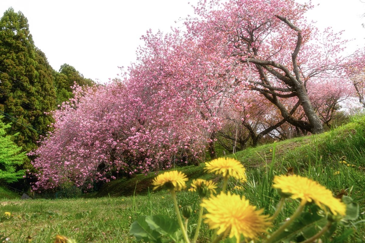 靜峰ふるさと公園 (Shimine Furusato Park)